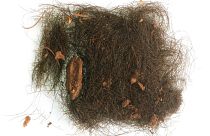 موی کشف‌شده در غاری در اسپانیا