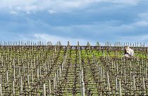 A vineyard in Spring. Young vines are particularly vulnerable to spring frosts.