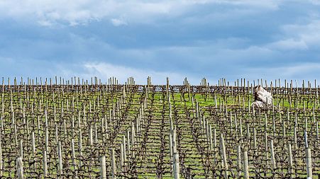 A vineyard in Spring. Young vines are particularly vulnerable to spring frosts.
