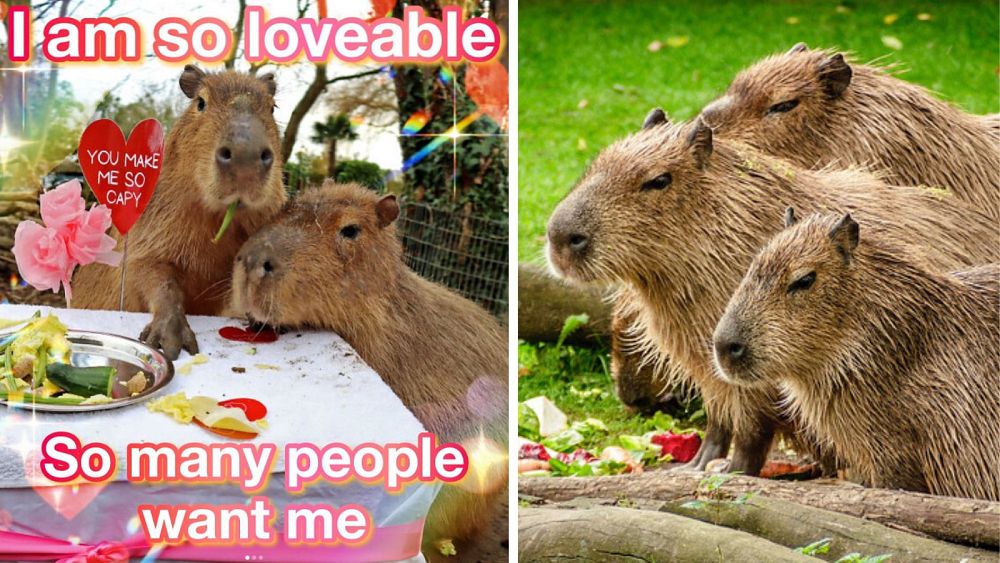Por qué los capibaras se apoderan sistemáticamente de las redes sociales? |  Euronews