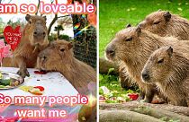 Poster di capibara