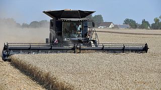 La France pourra-t-elle continuer à exporter son blé vers l'Afrique ?