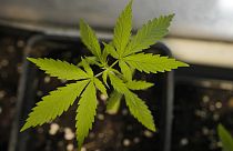 Schon lange umstritten: der Konsum von Cannabis