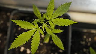 Leaves of a cannabis plant