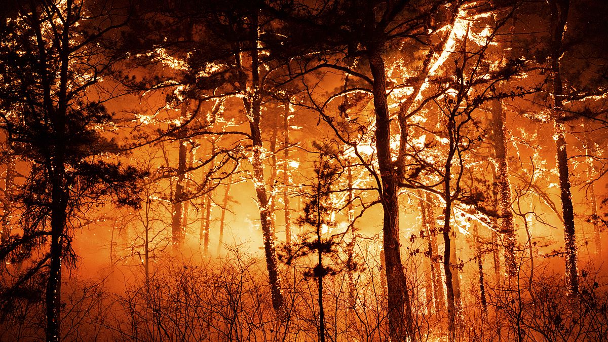 الغابات تحترق في مقاطعة أوشين في ولاية نيوجيرسي الأمريكية. 2023/04/12