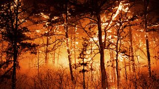 الغابات تحترق في مقاطعة أوشين في ولاية نيوجيرسي الأمريكية. 2023/04/12