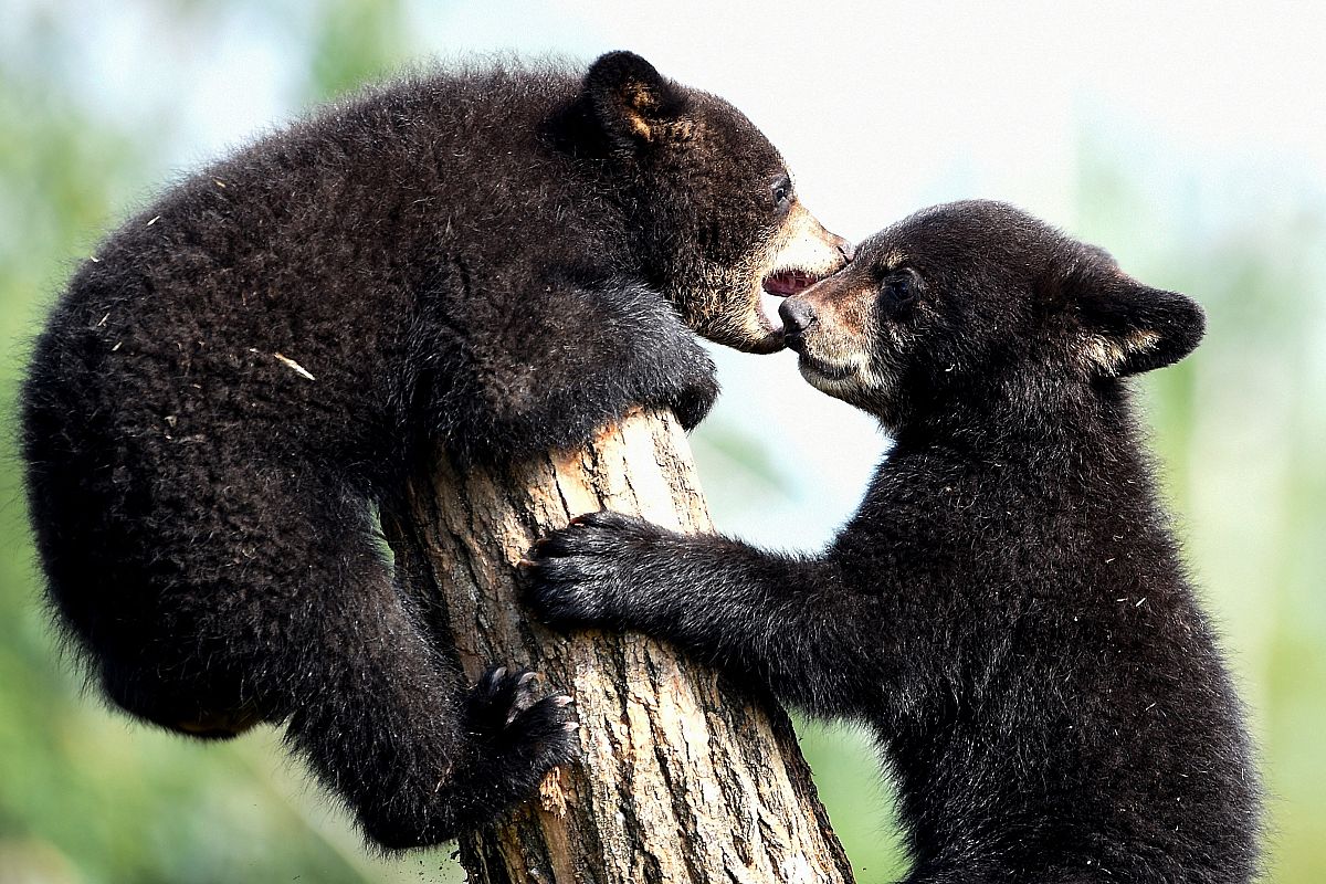 Cull Or Save? Italy Wrestles With The Fate Of Rewilded Bear That Killed ...