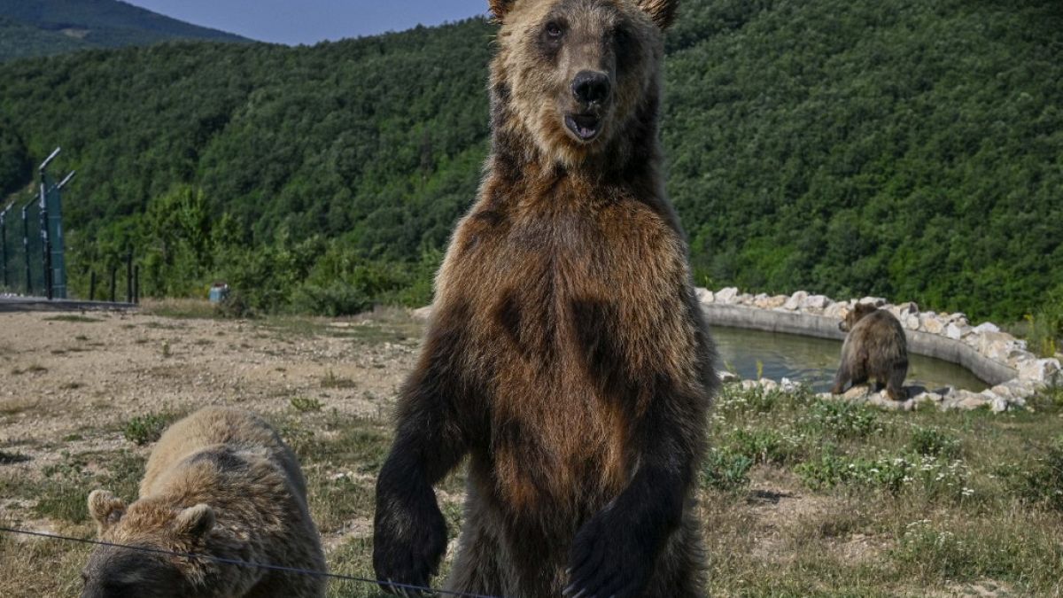 Des ours bruns se rafraîchissent dans le sanctuaire des ours près du village de Mramor, au Kosovo, le 9 juillet 2021.