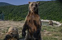 Des ours bruns se rafraîchissent dans le sanctuaire des ours près du village de Mramor, au Kosovo, le 9 juillet 2021.