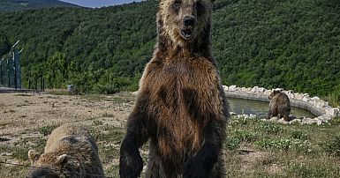 Bear with 3 Cubs Captured Weeks After Deadly Attack on Hiker in Italy