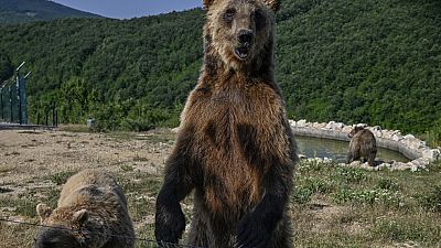 Especialistas dizem que é preciso explicar às pessoas como se devem comportar na presença de ursos