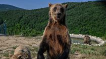 Дикий медведь в косовском заповеднике в условиях аномальной жары