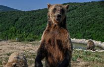 Дикий медведь в косовском заповеднике в условиях аномальной жары