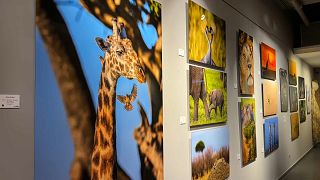 Turquie : l'exposition "Harmony" célèbre la faune africaine