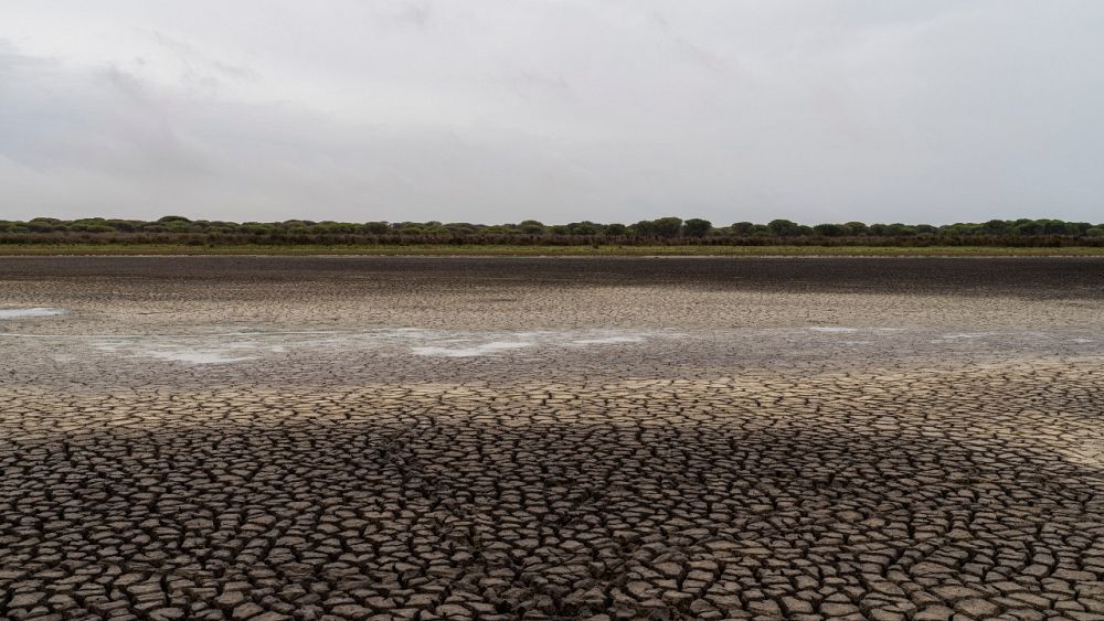 EU warns Spain over proposal to expand irrigation near Doñana wetlands