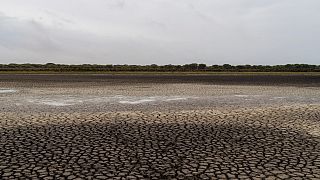 Há dez anos que a seca afeta fortemente as lagoas e pântanos que fazem do Parque de Doñana 