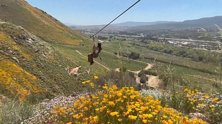 Tourists can choose one of 4 zipline routes to zoom over the super bloom