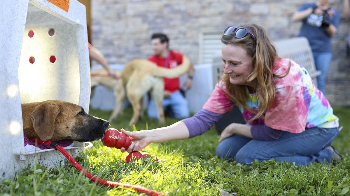 egy koreai farmról megmentett kutya az Egyesült Államokban