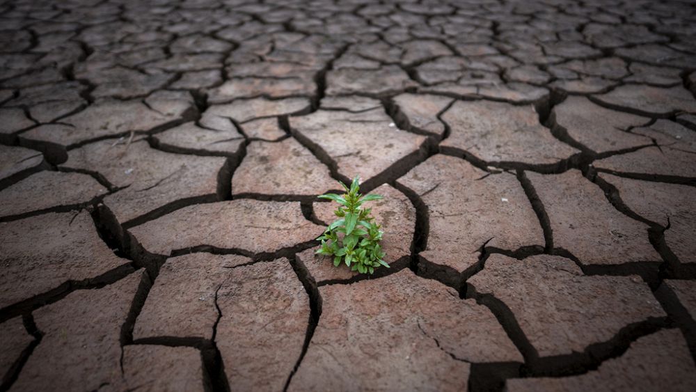 La sequía provoca «pérdidas irreversibles» en España