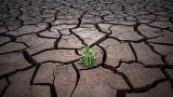 A plant is photographed on the cracked earth after the water level has dropped in the Sau reservoir, about 100 km (62 miles) north of Barcelona, Spain, Tuesday, April 18, 2023