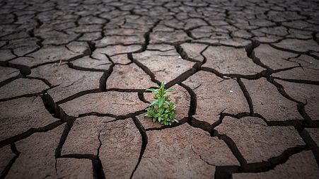 A plant is photographed on the cracked earth after the water level has dropped in the Sau reservoir, about 100 km (62 miles) north of Barcelona, Spain, Tuesday, April 18, 2023