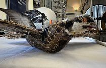 Eine taxidermische Vogeldrohne zur Überwachung von Wildtieren, entwickelt von Forschern des New Mexico Institute of Mining and Technology in Socorro, New Mexico, US