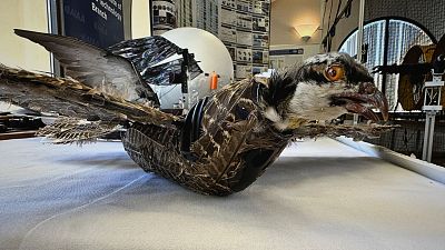 A view of a taxidermy bird drone for wildlife monitoring developed by researchers at New Mexico Institute of Mining and Technology in Socorro, New Mexico, U.S.