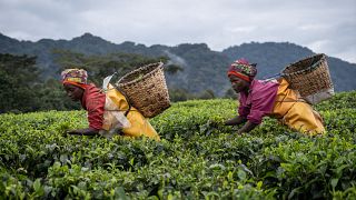 Women still occupy "marginal" place in food production- FAO