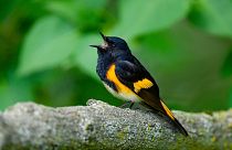 Climate change is forcing American Redstart warblers to speed up their migrations.