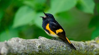 Climate change is forcing American Redstart warblers to speed up their migrations.