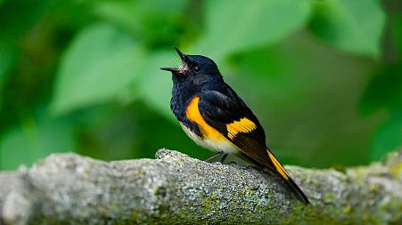 Climate change is forcing American Redstart warblers to speed up their migrations.