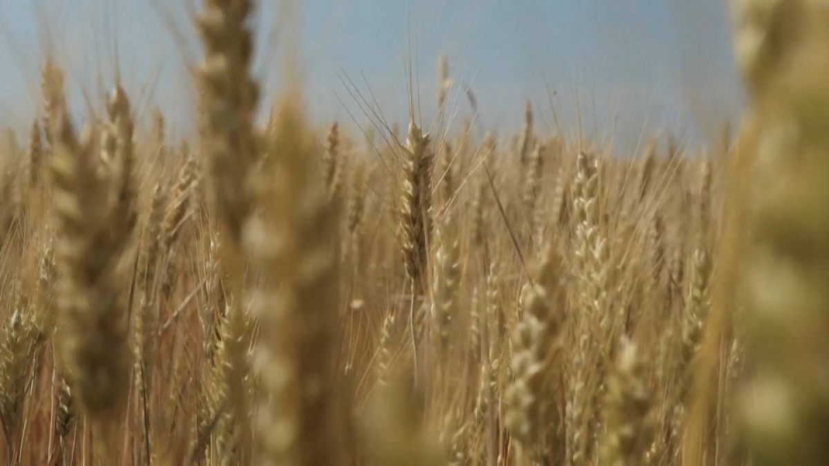 Excesso de oferta de cereais na Europa Central fez cair os preços