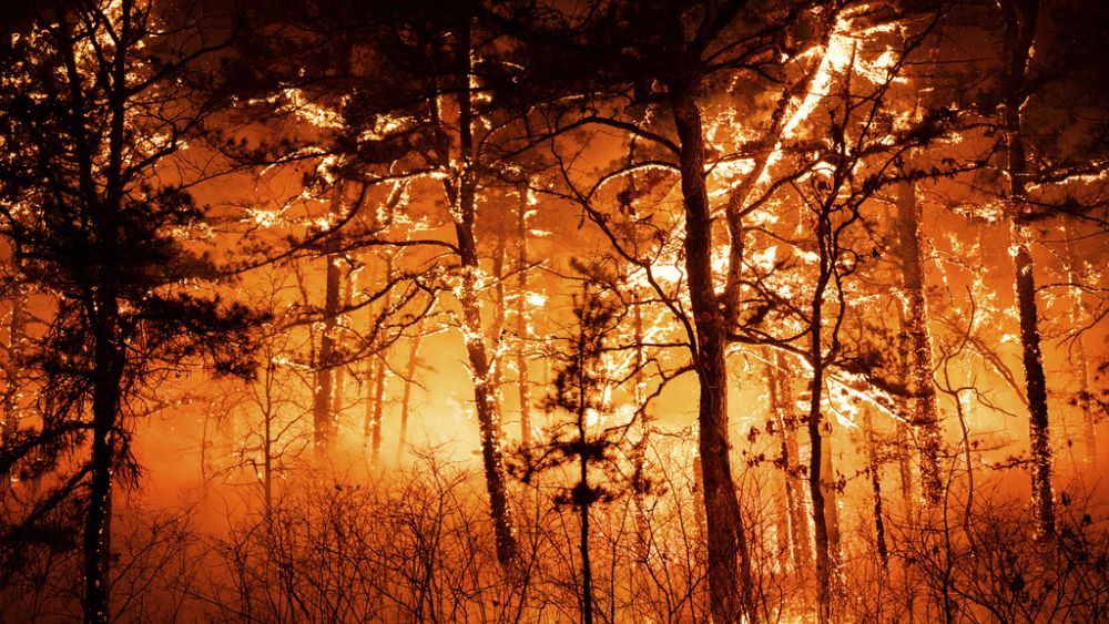 « Catastrophe écologique »: 930 hectares de forêt dans les Pyrénées incendiés