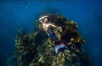 Yingtao Lei mermaids in Poor Knights Islands Marine Reserve