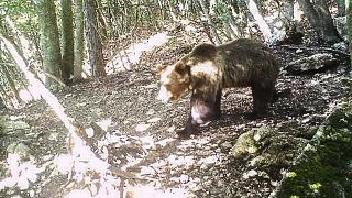 Archives : une ourse brun photographiée, le 29 avril 2020, par un dispositif mis en place par les gardes-forestiers de la province autonome de Trente