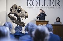 Глава аукционного дома Koller Сирил Коллер рядом с черепом тираннозавра рекса Тринити