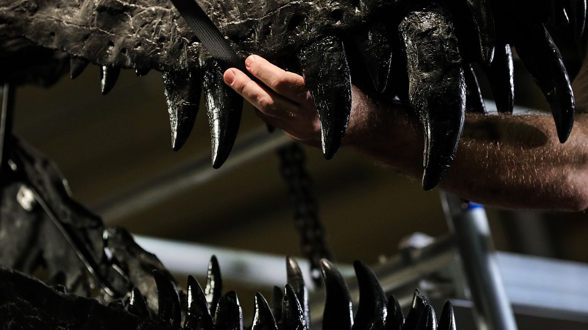 Egy Tyrannosaurus rex koponyáját bontják a berlini természettudományi múzeumban 2020. február 4-én