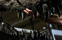 Egy Tyrannosaurus rex koponyáját bontják a berlini természettudományi múzeumban 2020. február 4-én