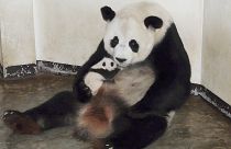 الباندا لين هوي تحضن طفلتها الصغيرة لينبينغ