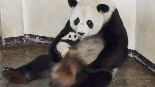 الباندا لين هوي تحضن طفلتها الصغيرة لينبينغ