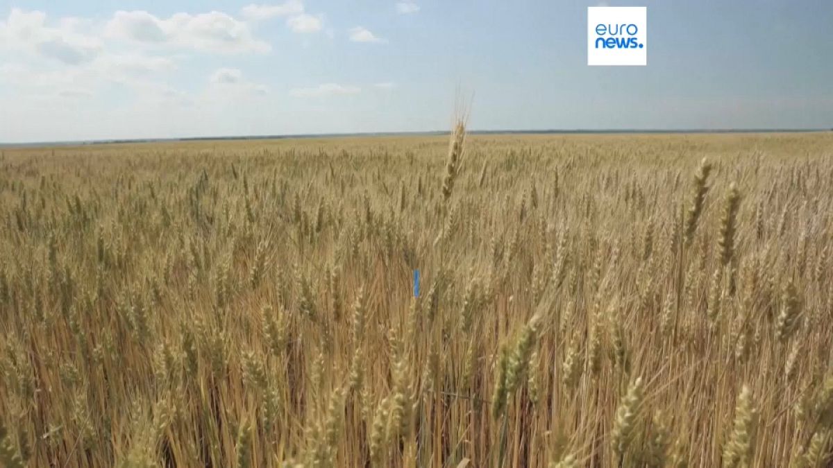 Importação de cereais ucranianos tem sido proibida por vários países