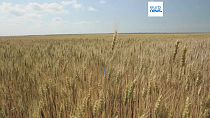 Archives : champs de blé en Ukraine