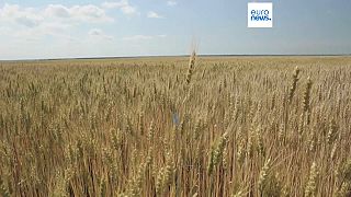 Archives : champs de blé en Ukraine 