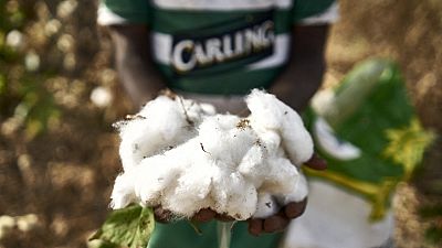 Le Bénin désormais premier producteur de coton en Afrique