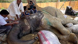 الفيلة نور جيهان تنهار في حديقة حيوان كراتشي