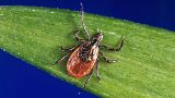  Ixodes scapularis or “the black-legged tick” carries the Powassan virus