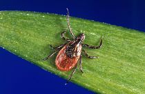  Ixodes scapularis or “the black-legged tick” carries the Powassan virus
