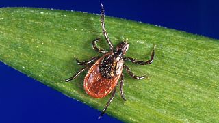  Ixodes scapularis or “the black-legged tick” carries the Powassan virus 