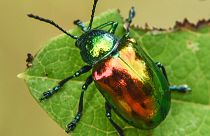 A Dogbane beetle from the book 'Nature's Best Hope: How You Can Save the World in Your Own Yard' by Douglas Tallamy.