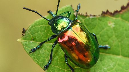 A Dogbane beetle from the book 'Nature's Best Hope: How You Can Save the World in Your Own Yard' by Douglas Tallamy.